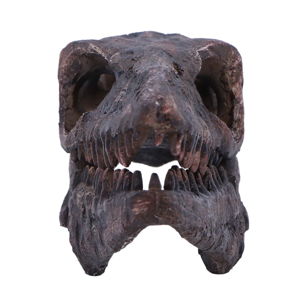 Archaeopteryx Skull Decorative Resin Replica - Shop Figurines Medium (15-29cm) At Gift Moments - 3