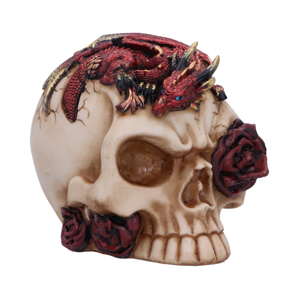 Rose Flame Decorative Skull With Sleeping Dragon: 2 - Figurines Medium (15-29cm) By NN Designs