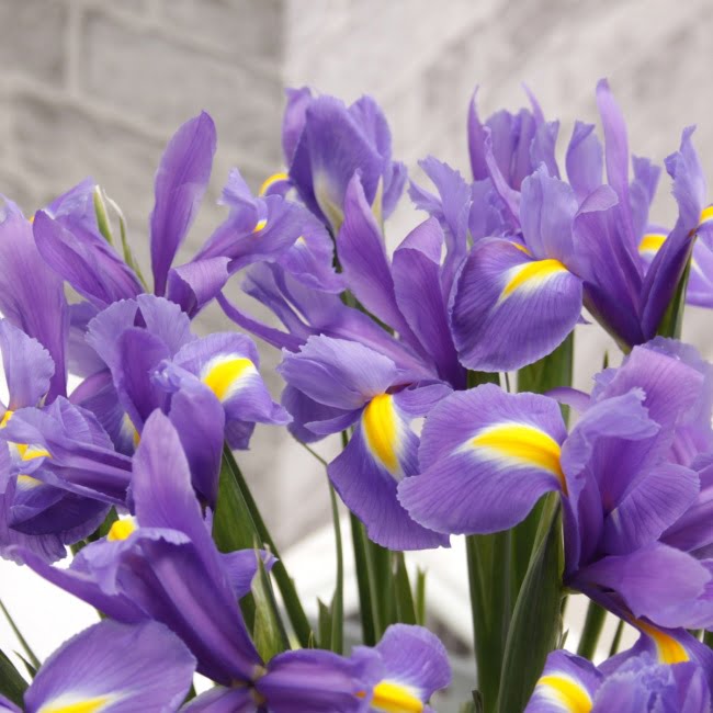 Letterbox Iris (20 Stems) - Gift Moments