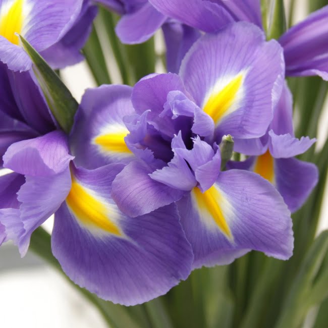 Letterbox Iris (20 Stems) - Gift Moments