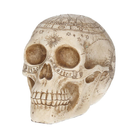 Astrological Skull Engraved With The Zodiac Circle 20cm: 3 - Figurines Medium (15-29cm) By Gift Moments