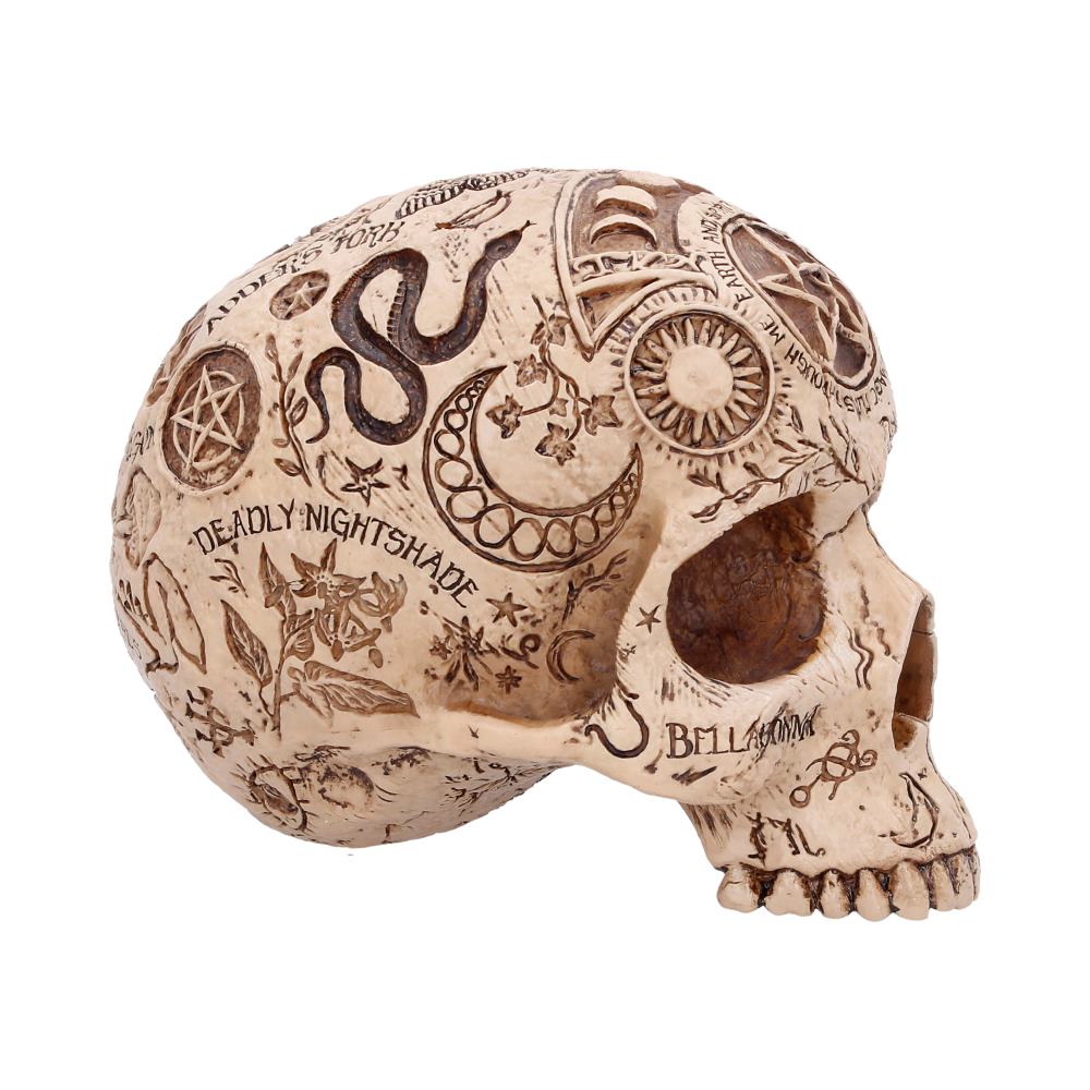 Apothecary Skull Figurine 14cm - Shop Figurines Medium (15-29cm) At Gift Moments - 4