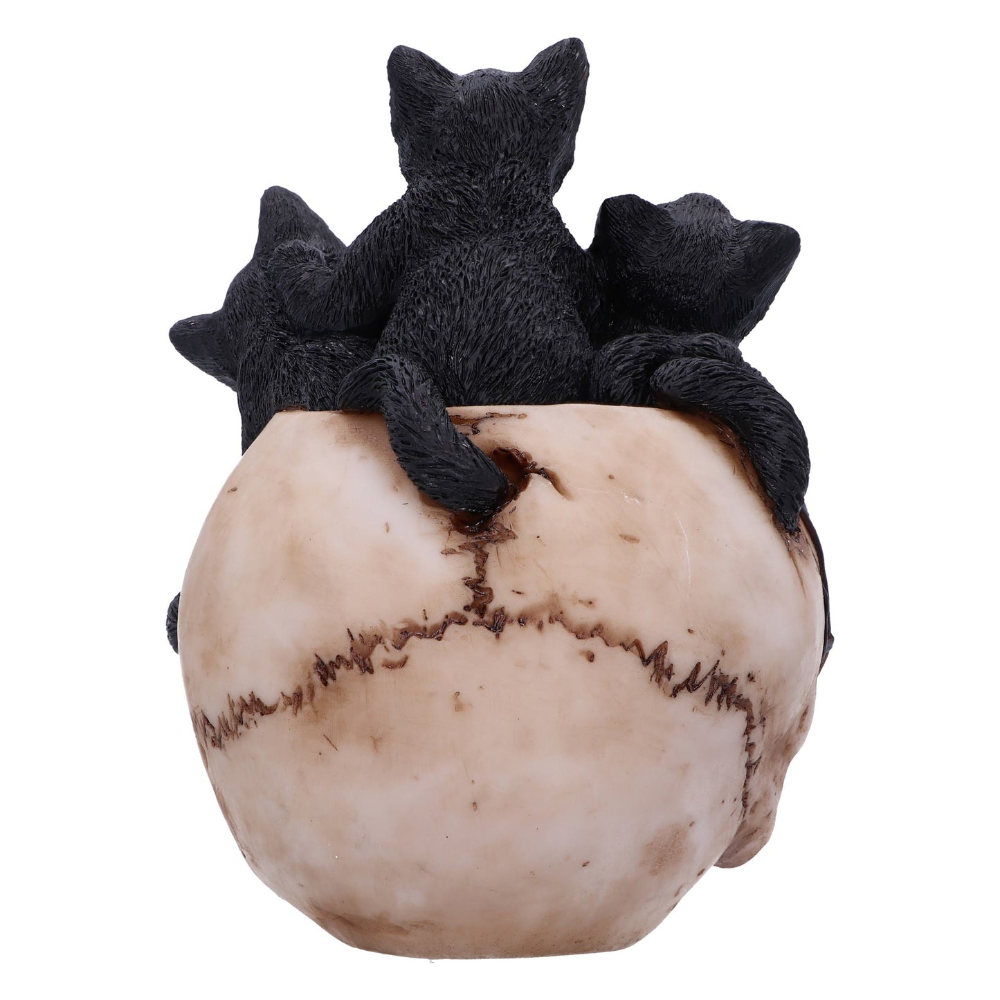 Cranial Litter Skull: 5 - Figures & Collectables By Gift Moments