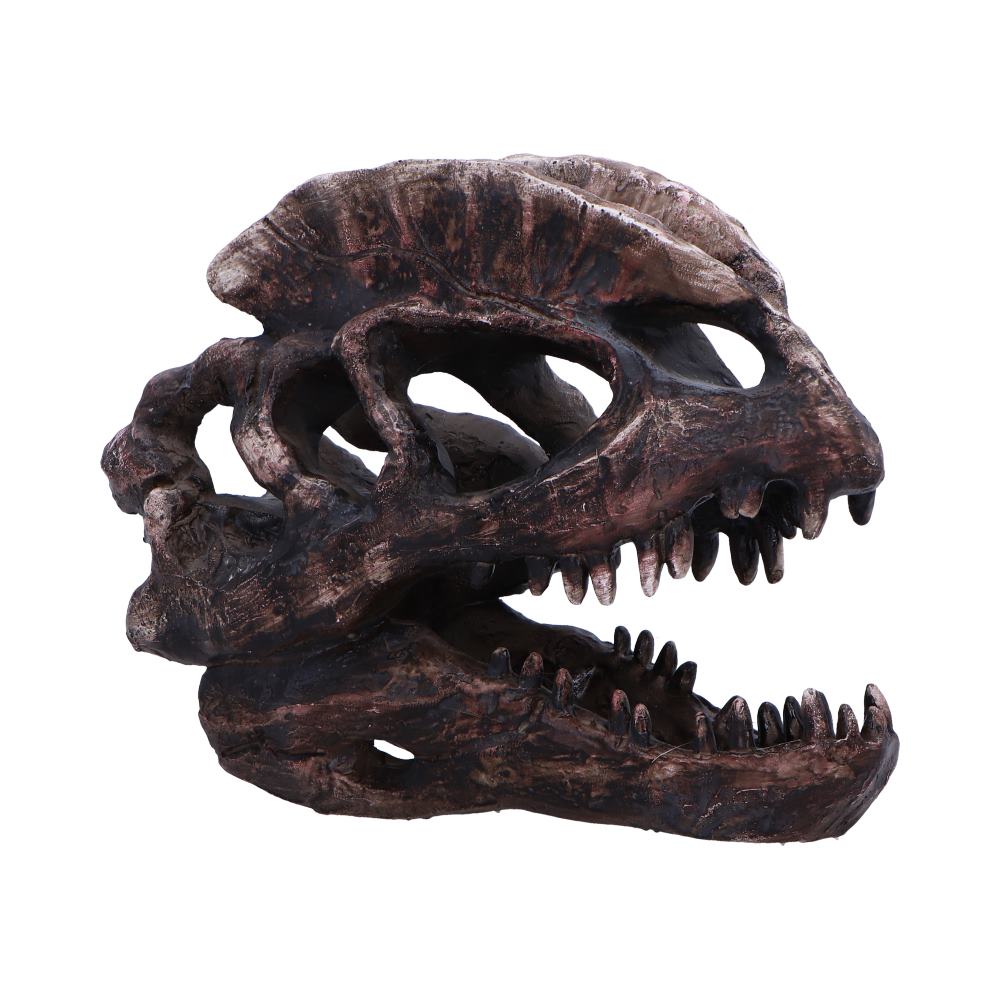 Dilophosaurus Skull Resin Replica - Shop Figurines Medium (15-29cm) At Gift Moments - 2