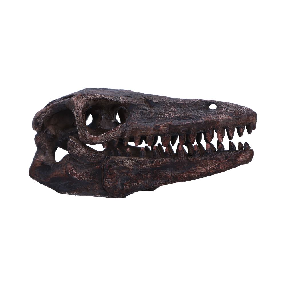 Archaeopteryx Skull Decorative Resin Replica - Shop Figurines Medium (15-29cm) At Gift Moments - 2