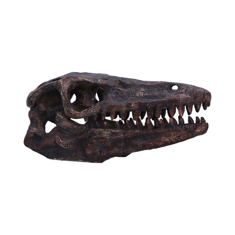 Archaeopteryx Skull Decorative Resin Replica - Shop Figurines Medium (15-29cm) At Gift Moments - 2