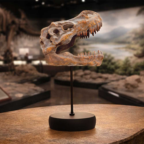 Tyrannosaurus Rex Skull on Plinth 24.2cm - Shop Figurines Medium (15-29cm) At Gift Moments - 1