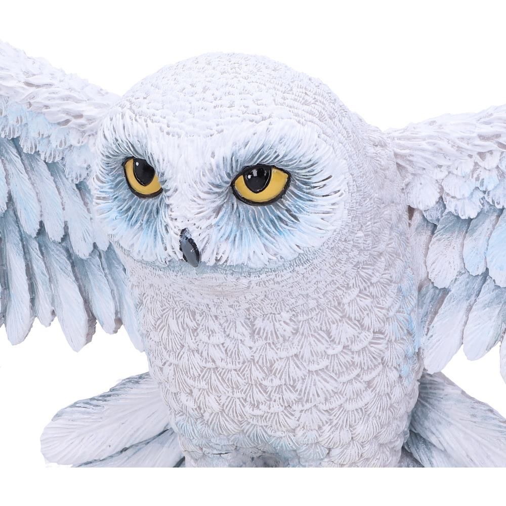 Harry Potter Hedwig Owl Wall Plaque - Shop Signs & Plaques At Gift Moments - 6