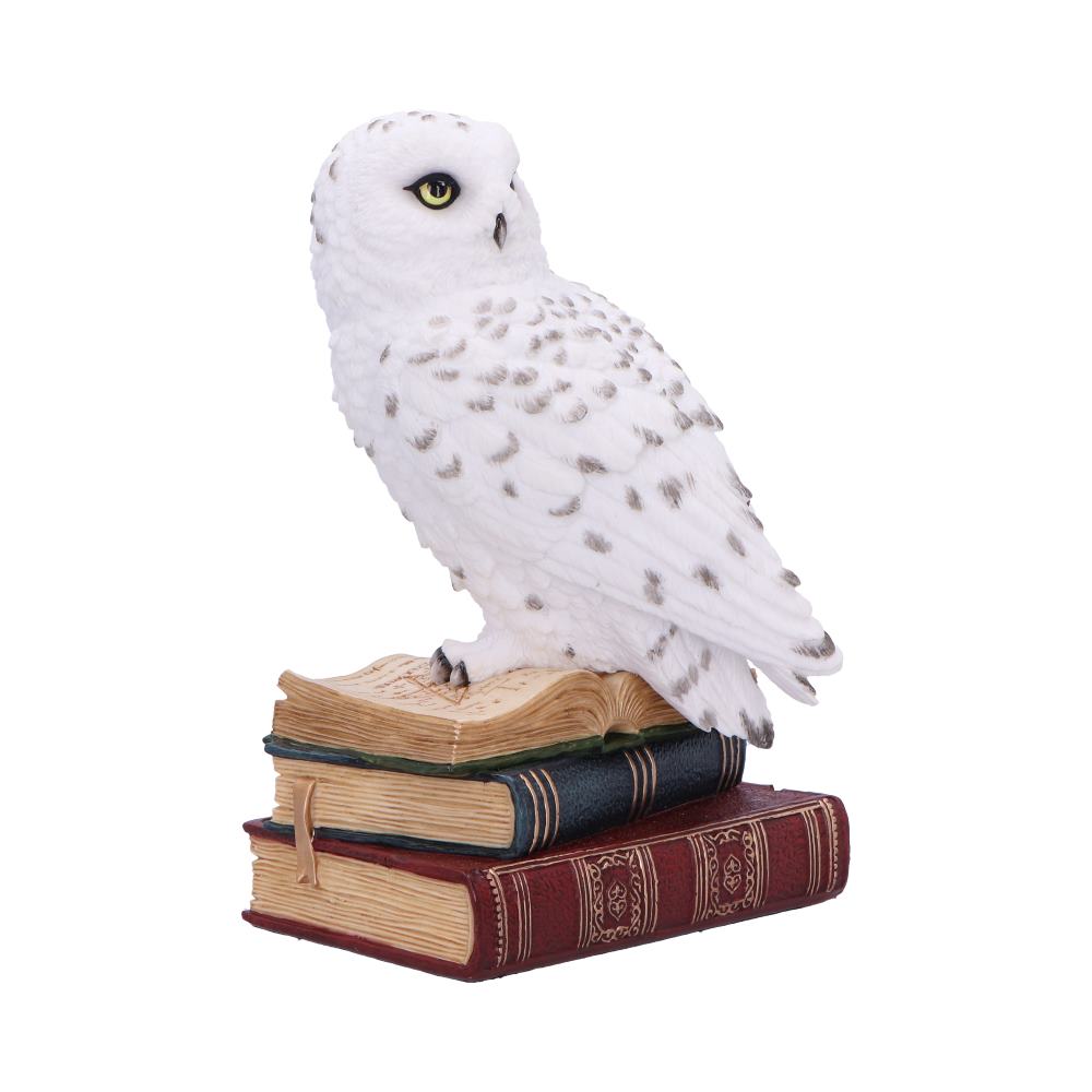 Library of Wisdom White Owl Figurine - Shop Figures & Collectables At Gift Moments - 5
