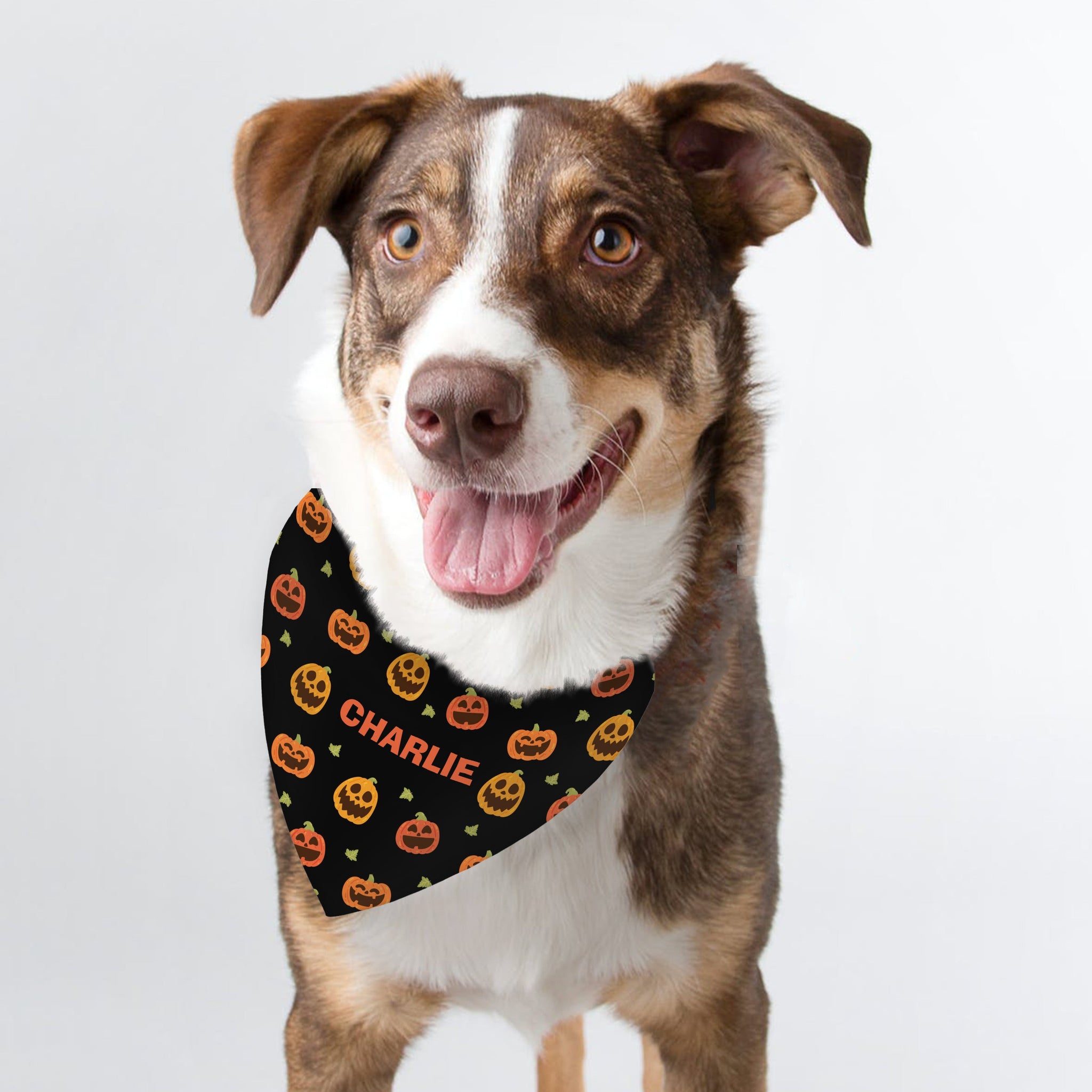 Personalised Pumpkin Patch Dog Bandana: 2 - Pet Products By Gift Moments