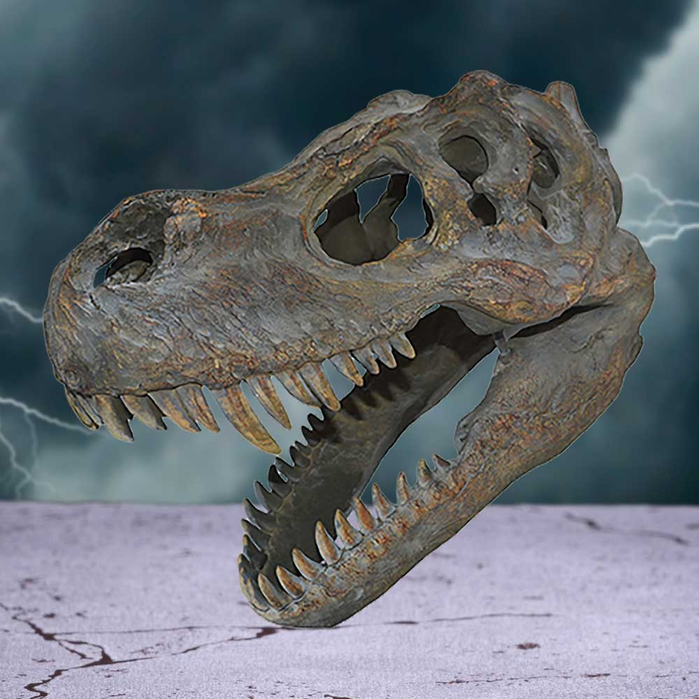 Tyrannosaurus Rex Dinosaur Skull Small 39.5cm: 1 Wall Hanging Sculptures By Gift Moments