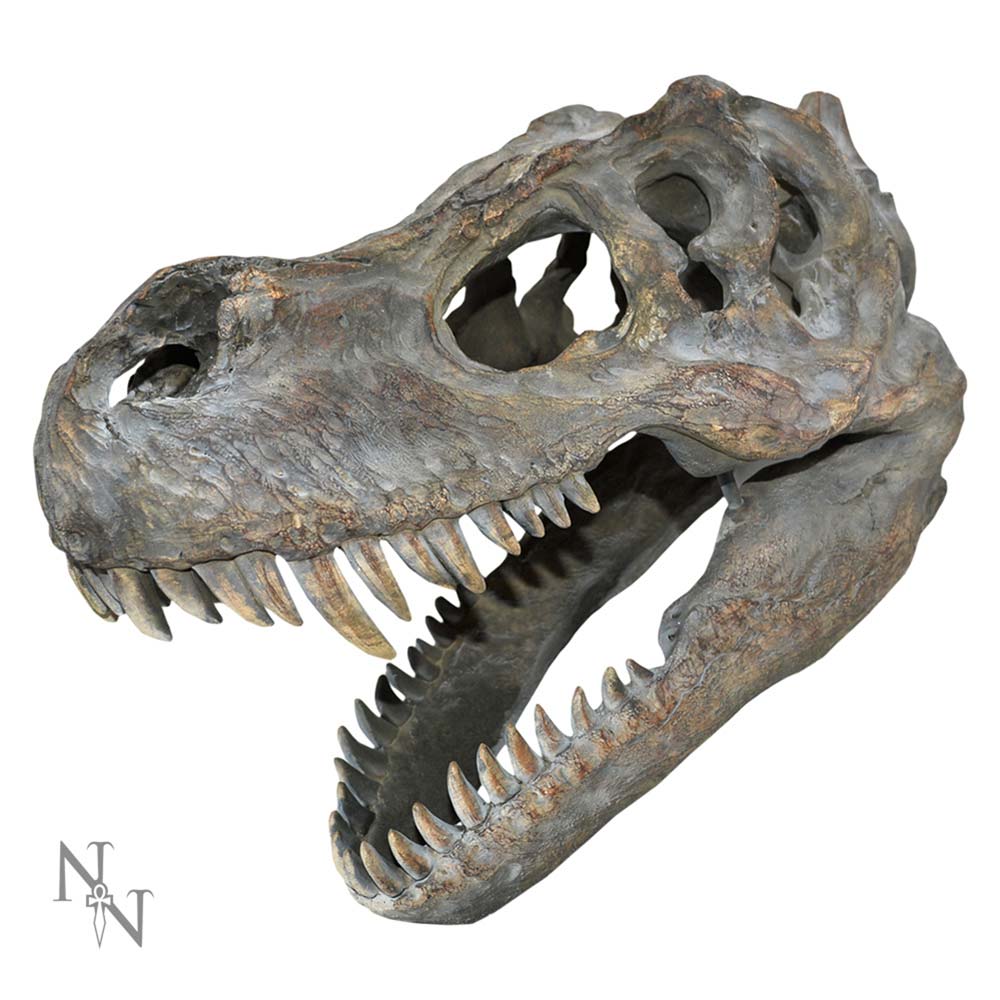 Tyrannosaurus Rex Dinosaur Skull Small 39.5cm: 2 Wall Hanging Sculptures By Gift Moments