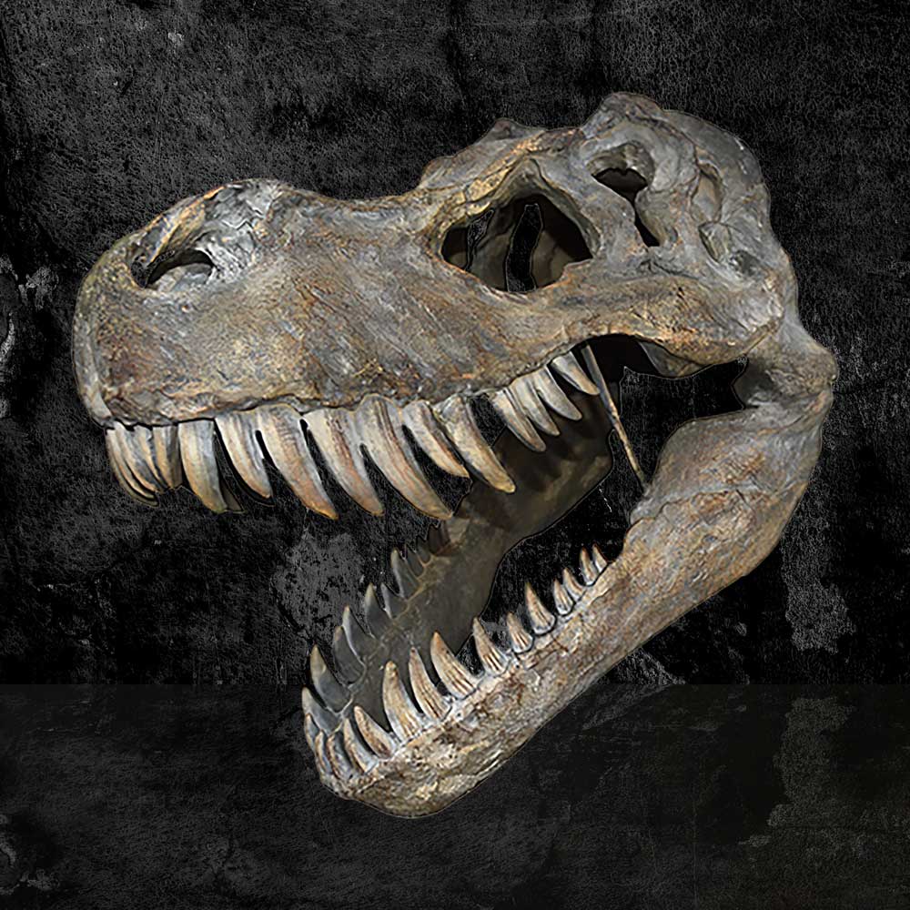 Tyrannosaurus Rex Large Dinsoaur Skull 51.5cm: 1 Wall Hanging Sculptures By Gift Moments