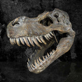 Tyrannosaurus Rex Large Dinsoaur Skull 51.5cm: 1 Wall Hanging Sculptures By Gift Moments