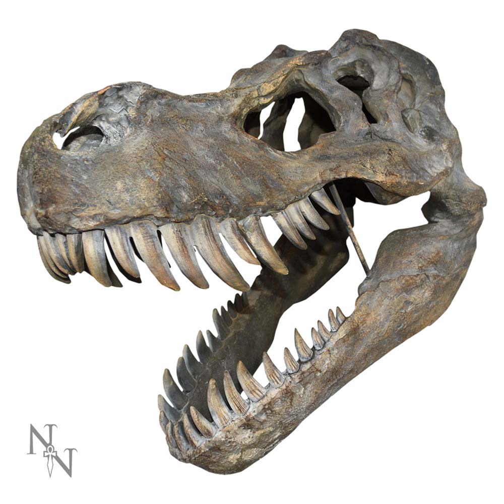 Tyrannosaurus Rex Large Dinsoaur Skull 51.5cm: 2 Wall Hanging Sculptures By Gift Moments