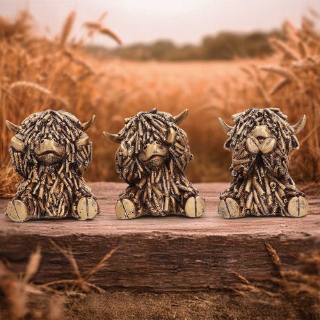 Three Wise Gold Highland Cows 7.5cm - Shop Figurines Small (Under 15cm) At Gift Moments - 1