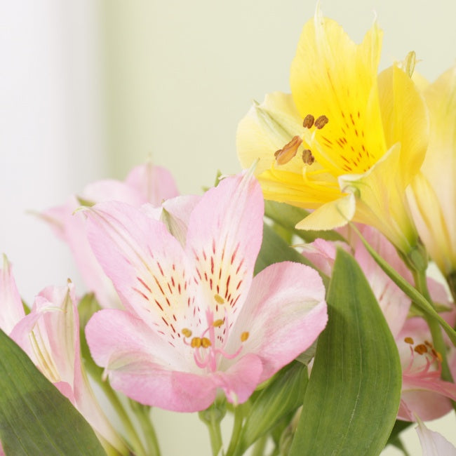 Letterbox Alstroemeria - Gift Moments