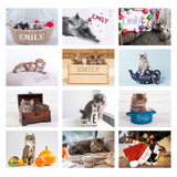 Cats and Kittens Desk Calendar - Gift Moments