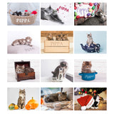 A4 Cats & Kittens Calendar - Gift Moments