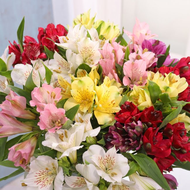 Alstroemeria Bouquet - Gift Moments
