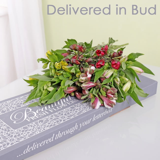 Letterbox Alstroemeria - Gift Moments