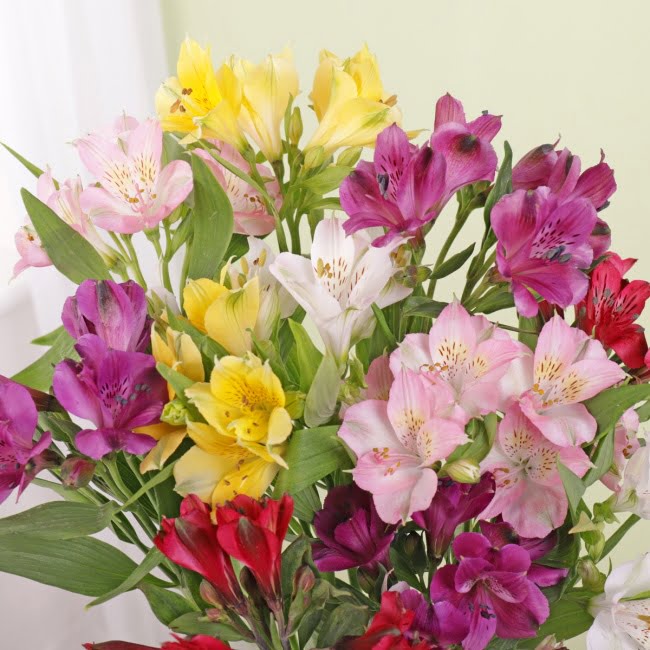 Letterbox Alstroemeria - Gift Moments