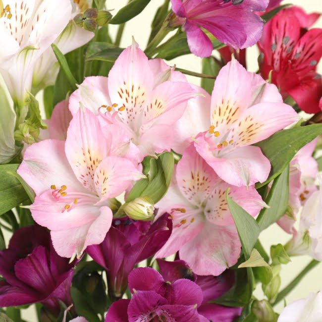 Letterbox Alstroemeria - Gift Moments