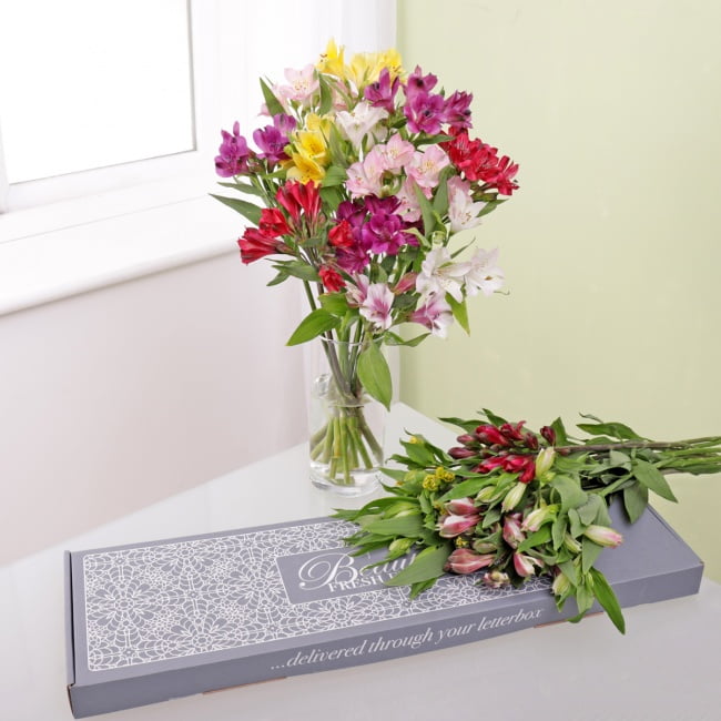 Letterbox Alstroemeria - Gift Moments