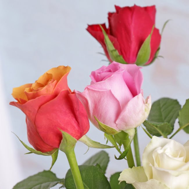 Letterbox Colourful Roses - Gift Moments
