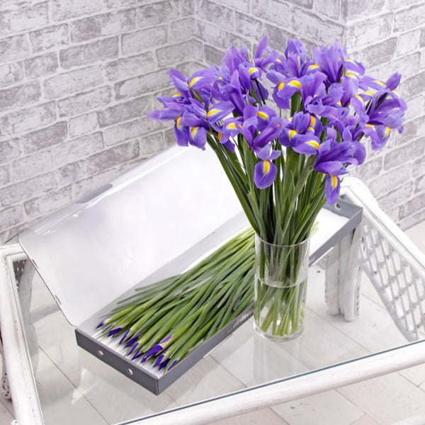 Letterbox Iris (20 Stems) - Gift Moments