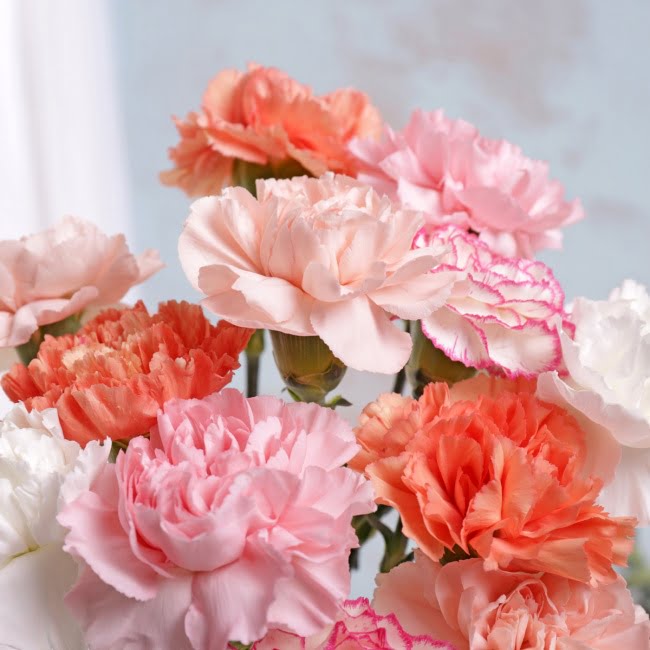 Pastel Letterbox Carnations - Gift Moments