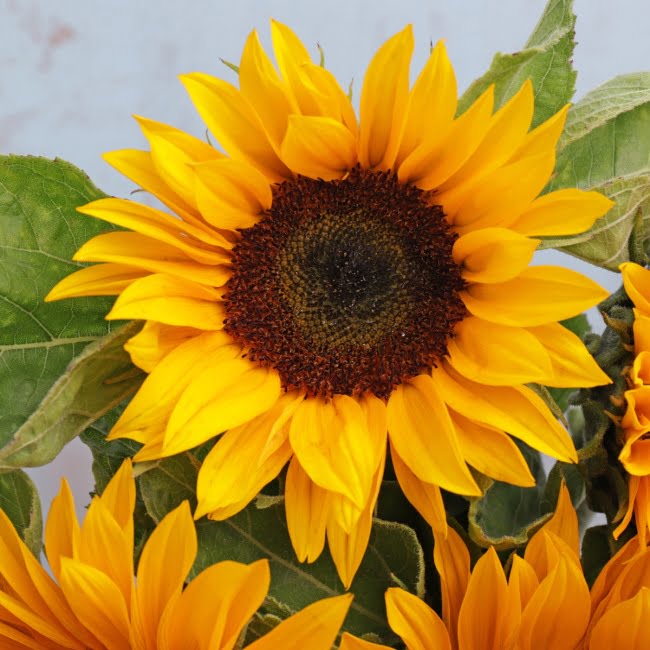 Sunflowers (5 Stems) Bouquet - Gift Moments