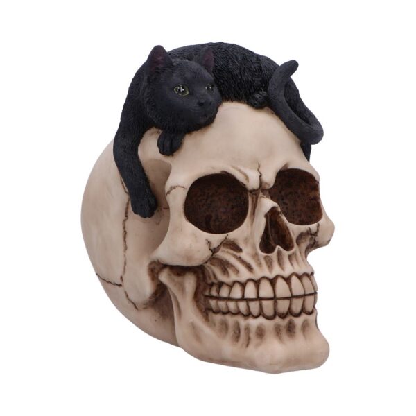 Forever Friend Black Cat Skull Head 14.5cm: 2 - Figures & Collectables By Gift Moments