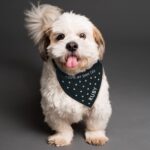 Personalised Paw Print Dog Bandana: 1 - Pet Products By Gift Moments