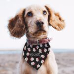 Personalised Santa Black Dog Bandana: 1 - Pet Products By Gift Moments