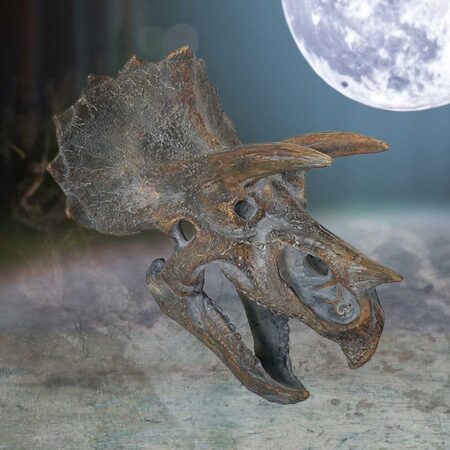 Triceratops dinosaur skull 23cm