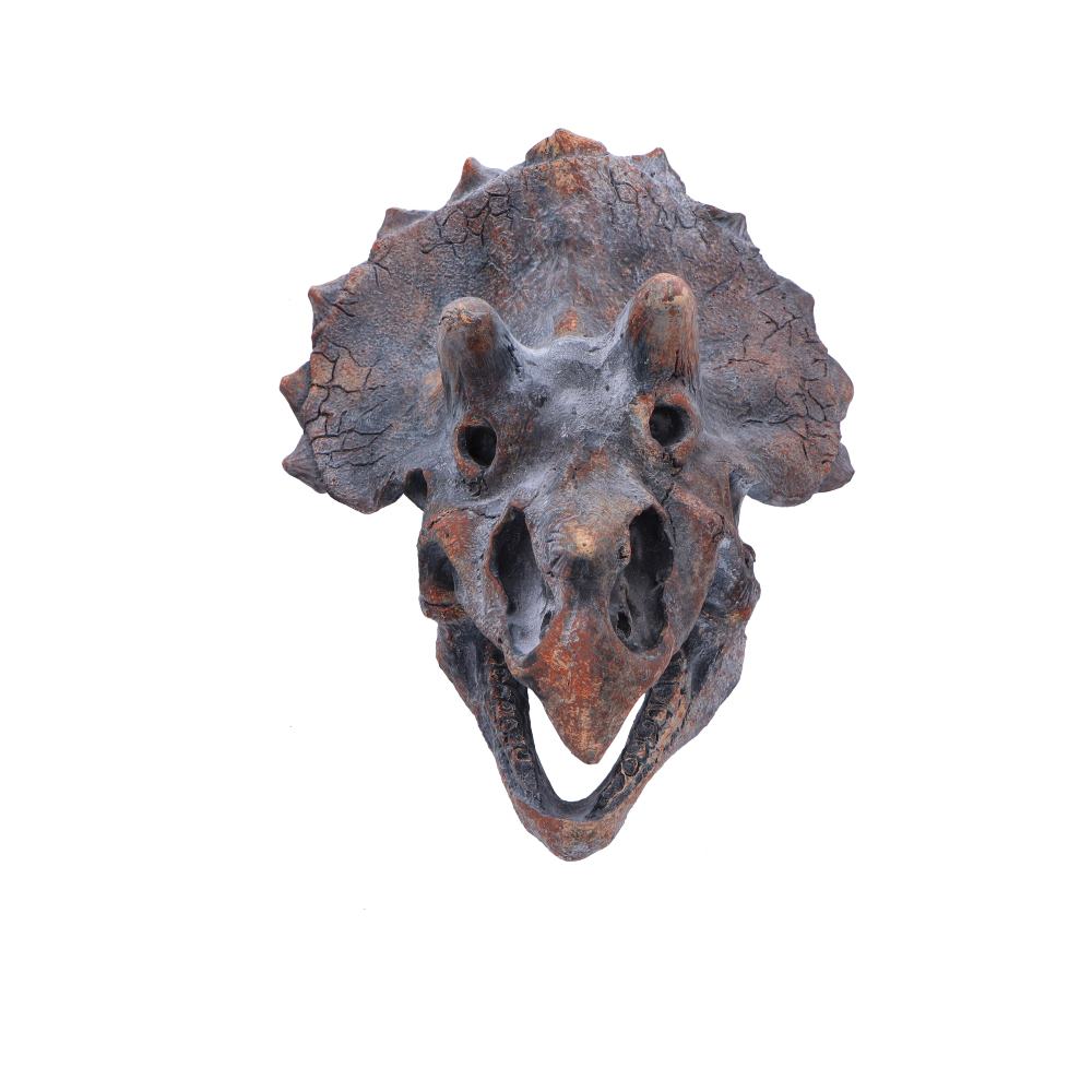 Triceratops dinosaur skull 23cm