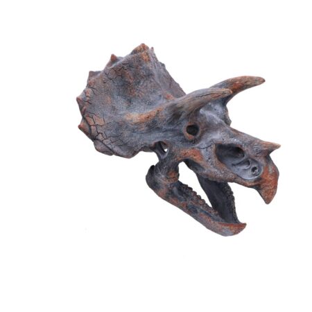 Triceratops dinosaur skull 23cm
