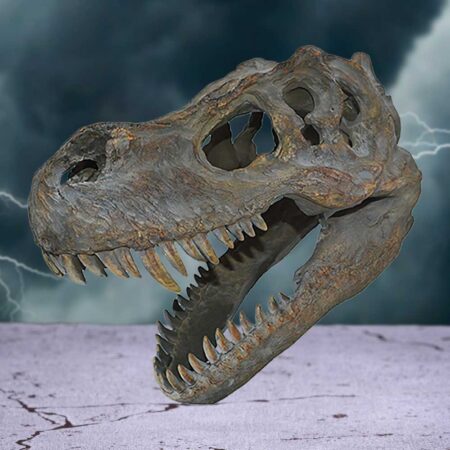 Tyrannosaurus rex dinosaur skull small 39 5cm
