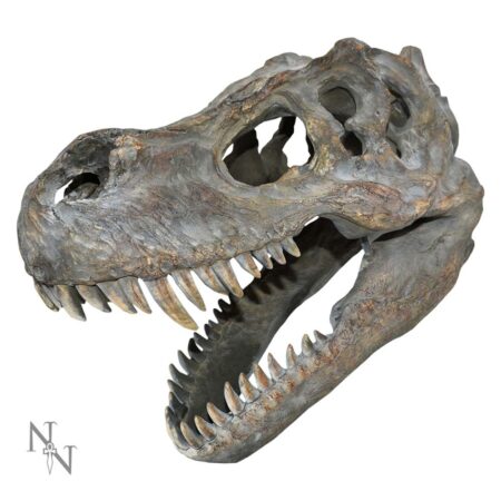 Tyrannosaurus rex dinosaur skull small 39 5cm