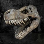 Tyrannosaurus rex large dinsoaur skull 51 5cm